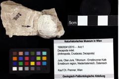 Foto (Objket + Etiketten) von Decapoda indet. 